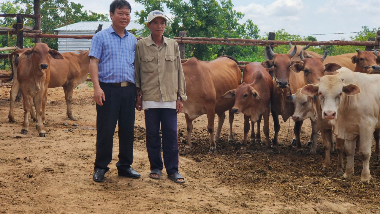 Hộ dân xã Ia Lốp tận dụng nguồn vốn NHCSXH phát triển kinh tế với mô hình chăn nuôi bò